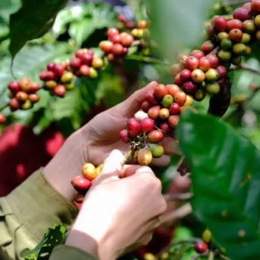 Giá cà phê nội địa chạm đỉnh 110.000 đồng/kg ngày cuối tuần 13/4